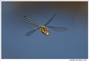Migrant-Hawker Dragonfly